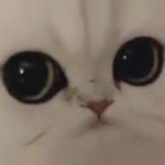 Взгляд кота.jpg