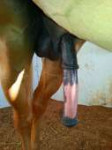 2269 - balls horsecock penis sheath stallion.jpg