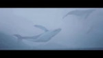 16617017039922.webm