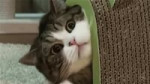 15283713555080.webm