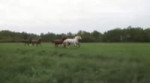 16795137723613.webm