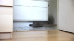 15288770705231.mp4