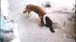 16803664858520.webm