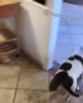 16807714403446.webm