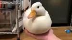 16841639871870.webm