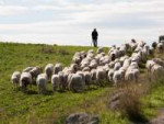 shepherd-flock-pasture-sheep-Courtesy-of-ollirg-shutterstockcom-42966970-1170x878.jpg