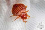 bedbug-removal16.jpg