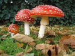Amanitamuscaria3vliegenzwammenoprij.jpg