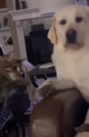 dog and cat.mp4