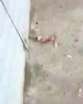 курица взорвалась.mp4