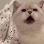 error.mp4
