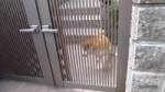17226179830110.webm