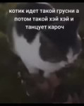 веселый кот.mp4