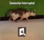 Lagging Cat Meme.mp4