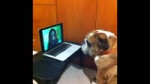 Scary Maze Game - Dog Version.mp4