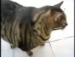 толстый кот.webm