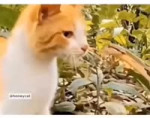 реакция кошек.webm