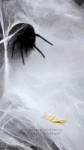 1741882724129.mp4
