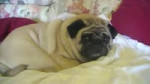 PUG FILES360p.mp4