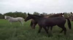 loshadki.webm