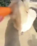 16572156944983.mp4