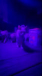 17369826787181.mp4