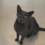 17393131415752.mp4