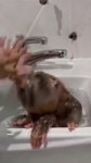 17450905361440.mp4