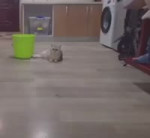 16598878521530.mp4
