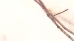 17014567770401.webm