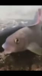 17257870673750.webm