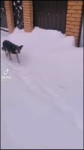 очкошник.webm
