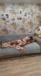 17519562544850.mp4