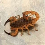 ScorpionesMoreira.jpg