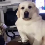 17525689356392.mp4