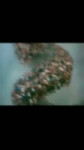 17525725131883.mp4