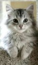 39ed9f7a790424be4954ac837c187f73--siberian-cat-siberian-for[...].jpg