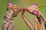 laughing mantis.jpg