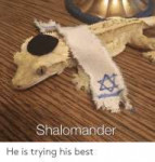 shalomander-he-is-trying-his-best-47119007.png