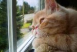 cat-waiting-window-65.jpg