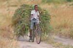 Africanboytransportingfodderbybicycleedit.jpg