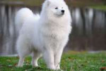 majestic-samoyed-dog-photo.jpg