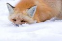 57182241-a-sad-fox