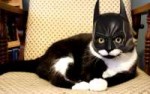 Batcat.jpg