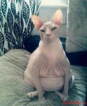 hilarious-cats-sitting-awkwardly-19.jpg