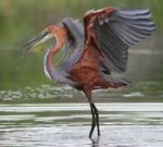 goliath-heron-3.jpg