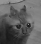 15217737735210.png