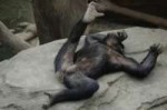 manfile106722411Chimpanzee.jpg