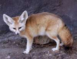 800px-FennecFoxVulpeszerda (1).jpg