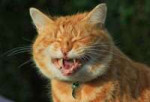 laughing-cat-9.-laughing-cat.jpg